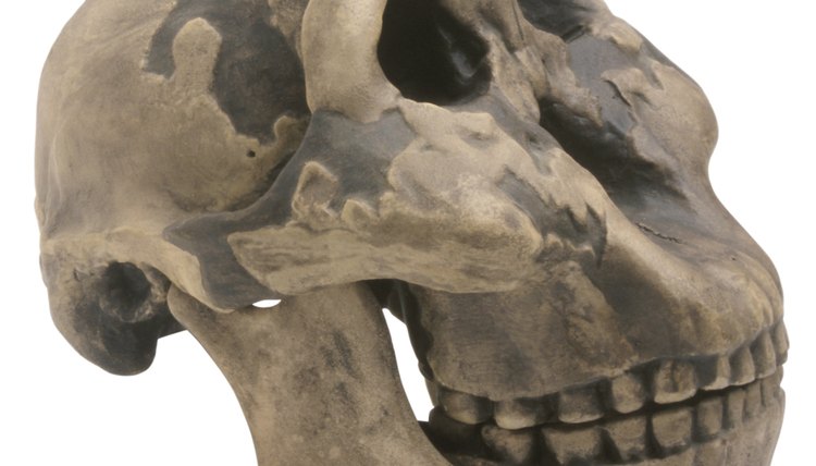 Students at Yale can specialize in the study of evolution in the fossil record.