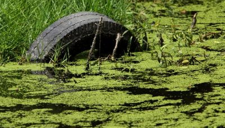 heat killed marine wildlife masse