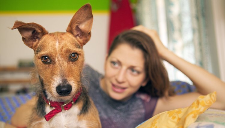 DailyPuppy article image