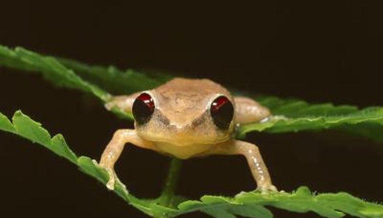 Image result for COQUI LIFESPAN