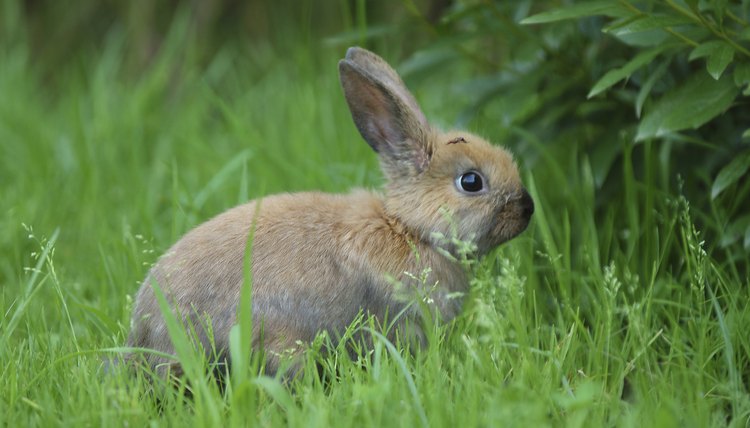 Muscle Spasms in Rabbits | Animals - mom.me