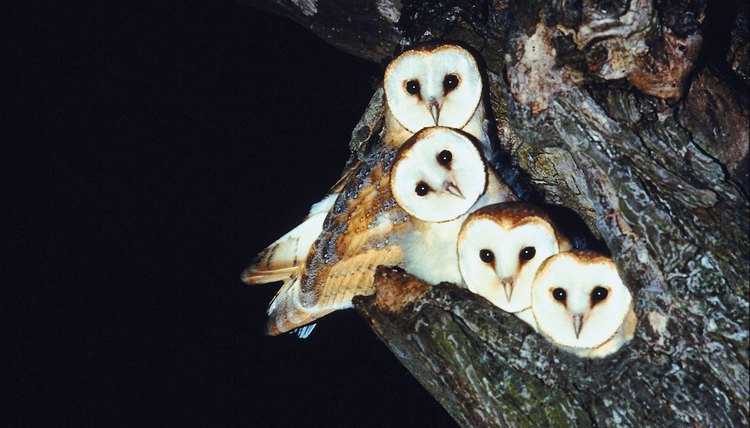 Owls wake up when children go to sleep.