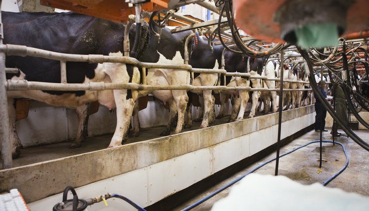 Milking dairy cows