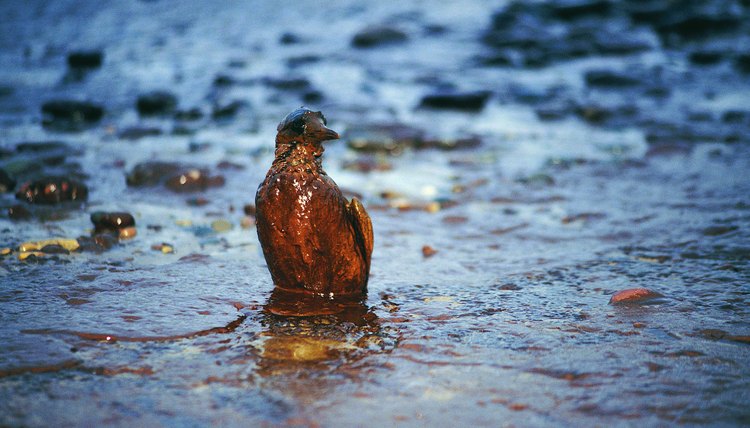 Environmental justice in Islam extends to both nature and people.