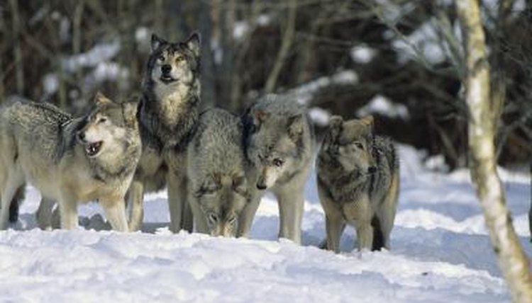 Wolf Packs Their Pecking Order Animals Momme