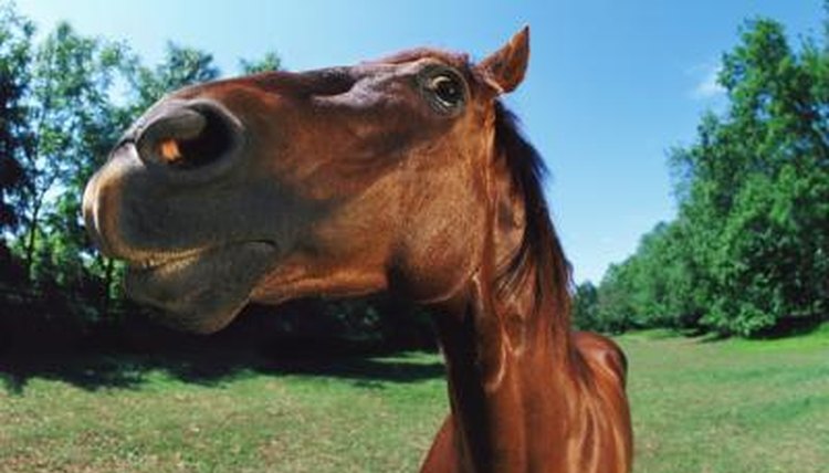 How to Make a Horse Quit Biting | Animals - mom.me