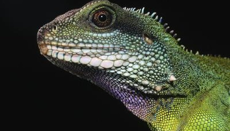 What Lizards Live in Ponds? | Animals - mom.com