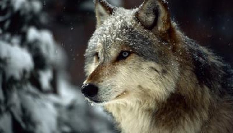 Animals in Subarctic Climates | Animals - mom.me