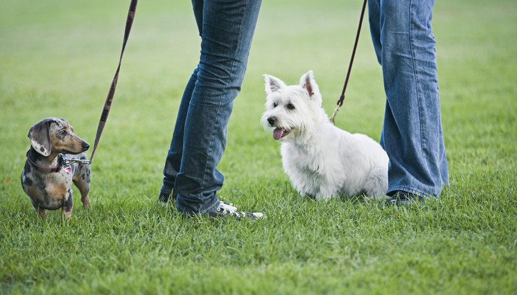 DailyPuppy article image