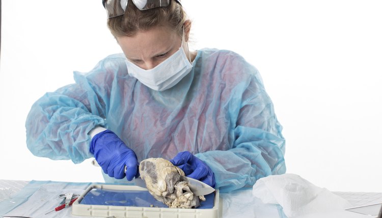 how-to-become-an-autopsy-technician-career-trend