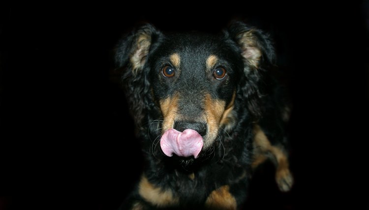 DailyPuppy article image