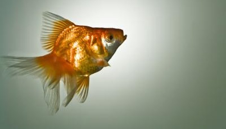Goldfish Gender Identification Animals Mom Me