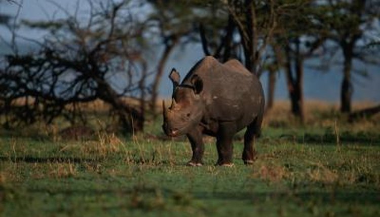 where does black rhinoceros live