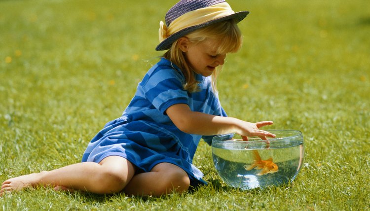 Goldfish allow for up-close learning.