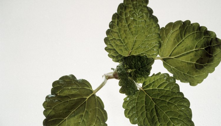 Lemon balm is praised by the Amish for its medicinal properties.