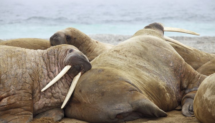 What Are Ivory Walrus Tusks Worth Synonym