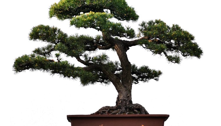 Bonsai can live to be hundreds of years old, if cared for correctly.