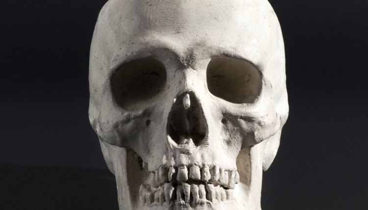 Skulls are categorized based on dimension, shape and physical characteristics.