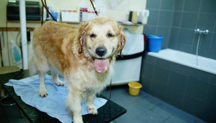DailyPuppy article image