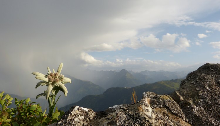 The edelweiss that grows in the Alps holds cultural importance in that region.