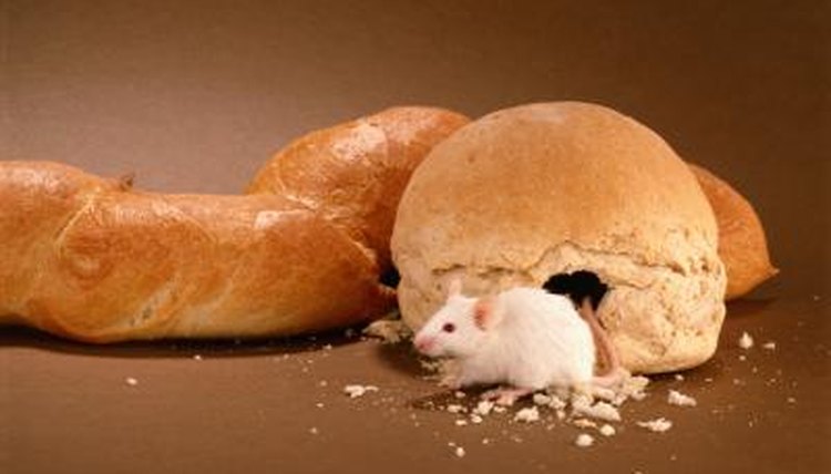 what-kinds-of-food-do-rodents-eat-animals-mom-me