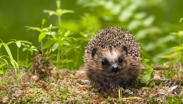 Hedgehog Adaptation | Sciencing