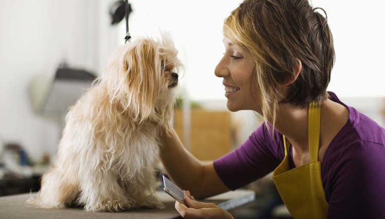 Average Salary of a Pet Groomer | Career Trend