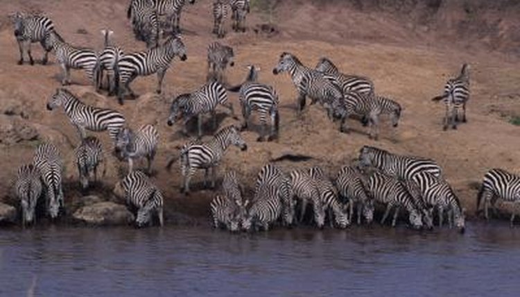 Are Zebra Foals Born Striped? | Animals - mom.me