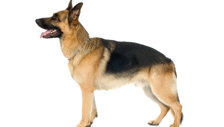 DailyPuppy article image