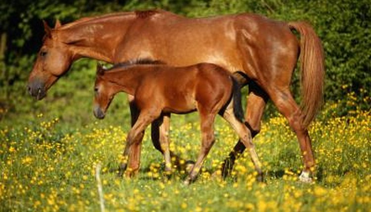 How Do You Break a Yearling? | Animals - mom.me