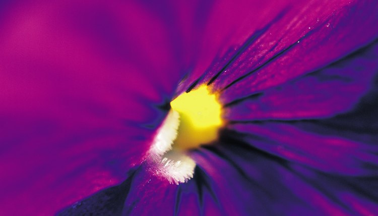 Choose violet as a color for church pews as it represents royalty