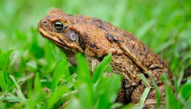 Cane Toad Toxin | Animals - mom.me