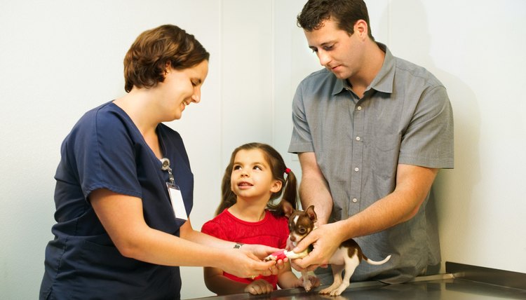 Bring her on your pet's next vet check to see how veterinary medicine works.