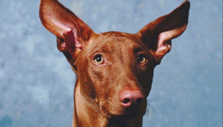 DailyPuppy article image