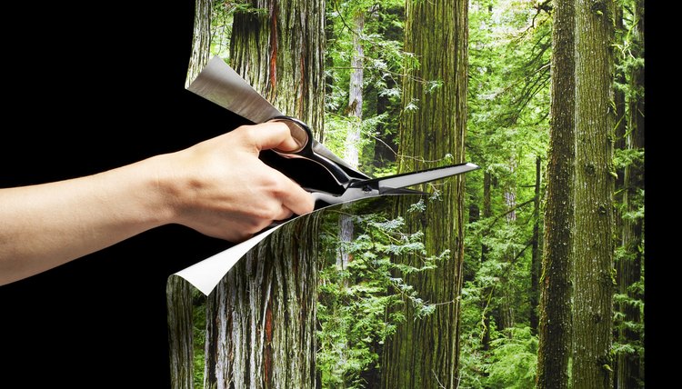 Hand cutting photograph of forest with scissors
