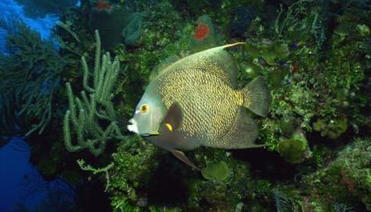 Angelfish in a tank