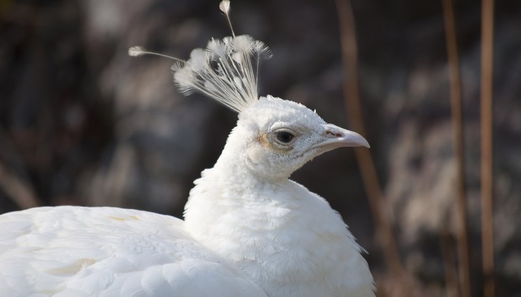 Close up of white peacock, its color standing for awakening, spirituality and light