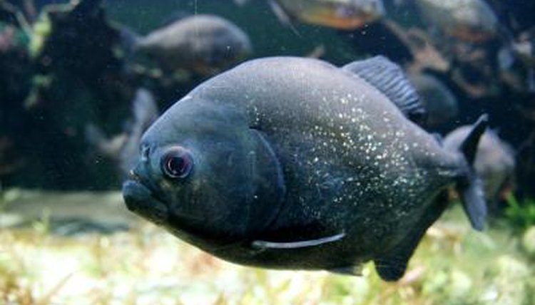 Biggest Piranha in the World | Animals - mom.me