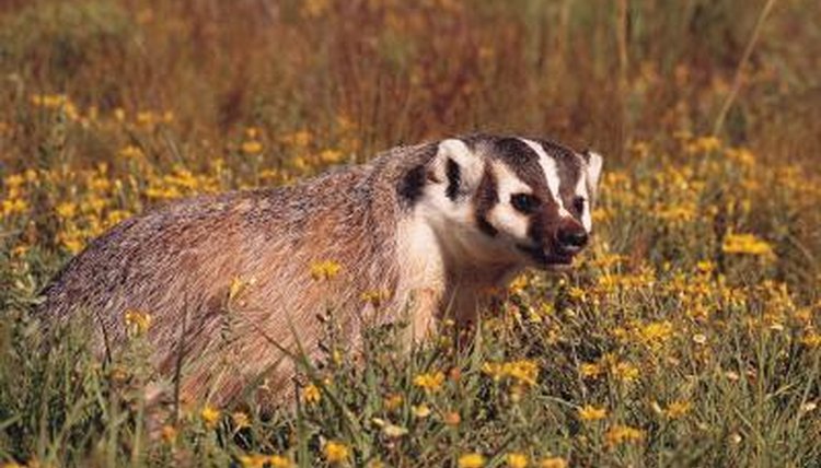 Arizona Badger Species | Animals - mom.me