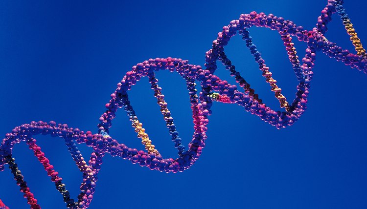 Medical illustration isn't just about anatomy; graphic artists create many of the pictures that are seen in scientific textbooks and research journals, such as this computerized representation of the DNA double helix.