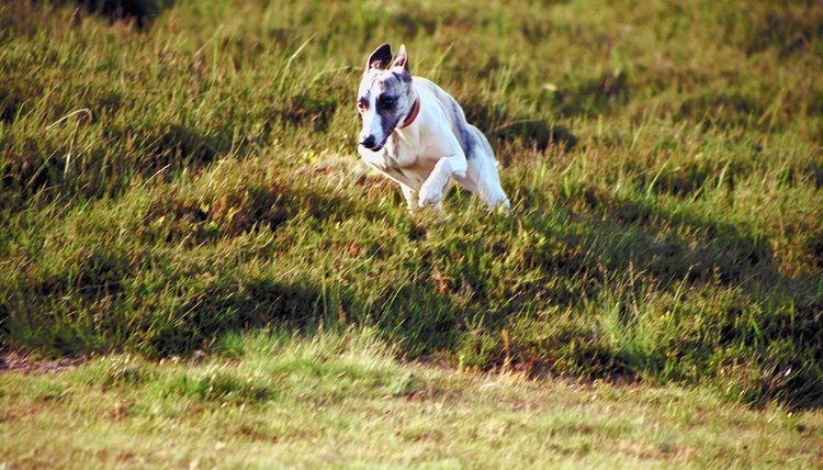DailyPuppy article image