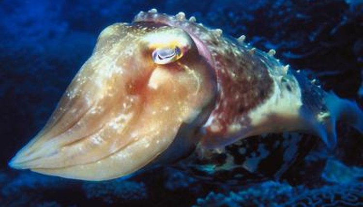 What Are The Suction Cups On A Squid Called