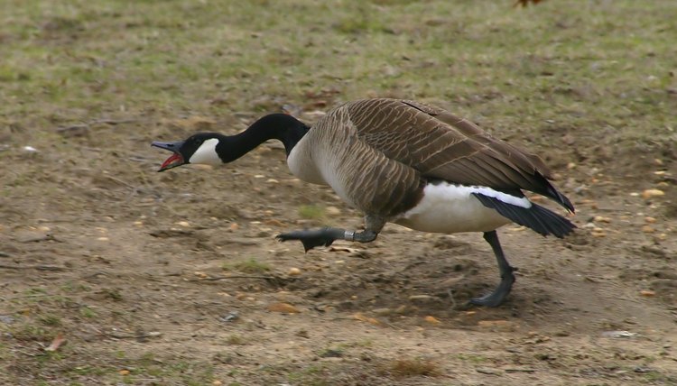 How to Stop a Goose Attack | Animals - mom.me