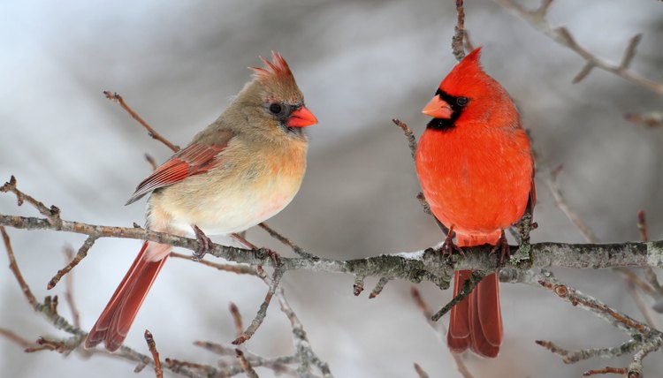 How to Attract Cardinals to a Bird Feeder | Animals - mom.me