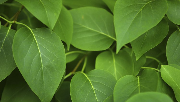 Enzymes facilitate the steps of photosynthesis that create sugars from water and carbon dioxide.