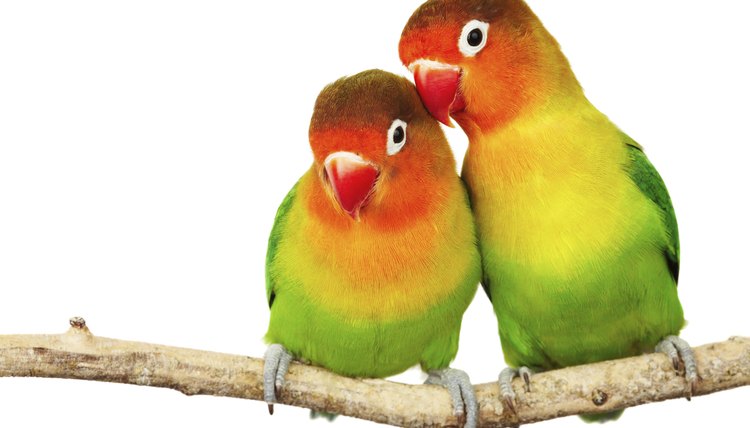 Difference Between Lovebirds & Parrotlets | Animals - mom.com