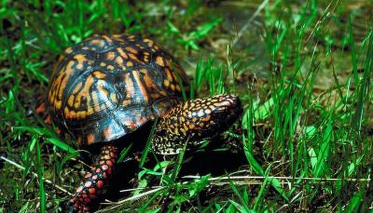 Box Turtle Illness Symptoms | Animals - mom.me