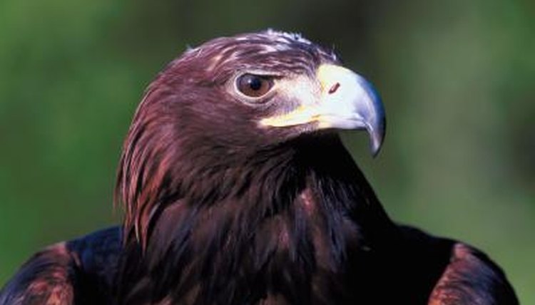 The Differences Between Eagles Turkey Vultures Animals