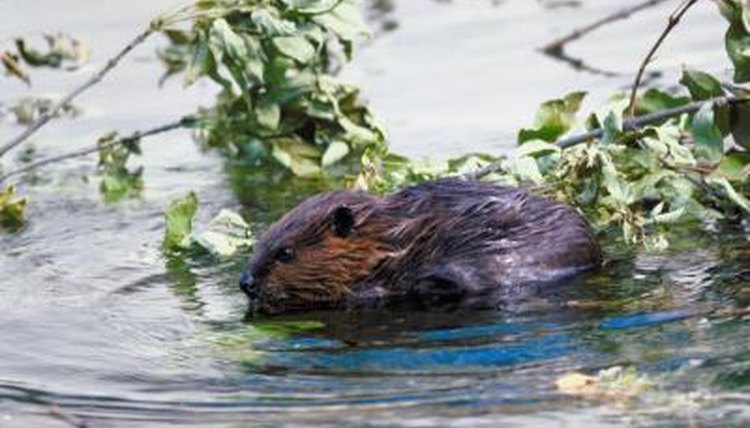 what-animal-eats-beavers-animals-mom-me