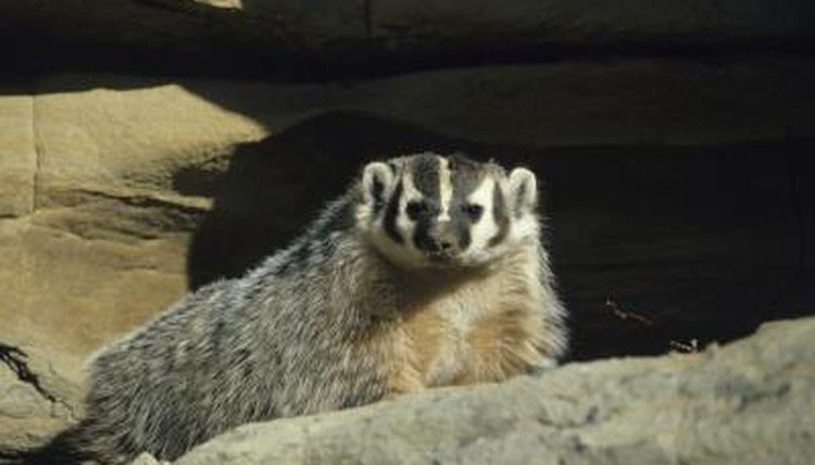 Ecosystem of the American Badger | Animals - mom.me